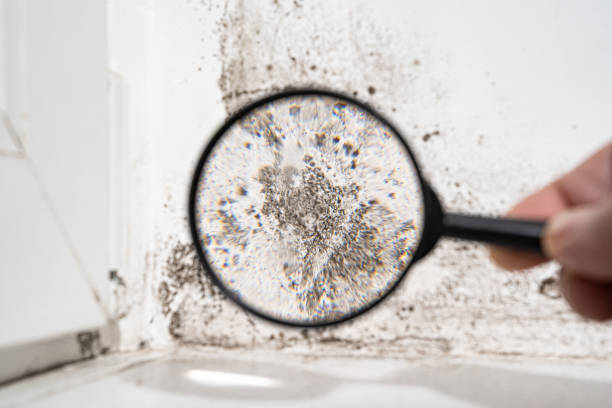 Best Black Mold Removal  in Kaunakakai, HI